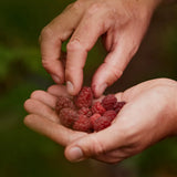 MOOR Energy Gel Raspberry